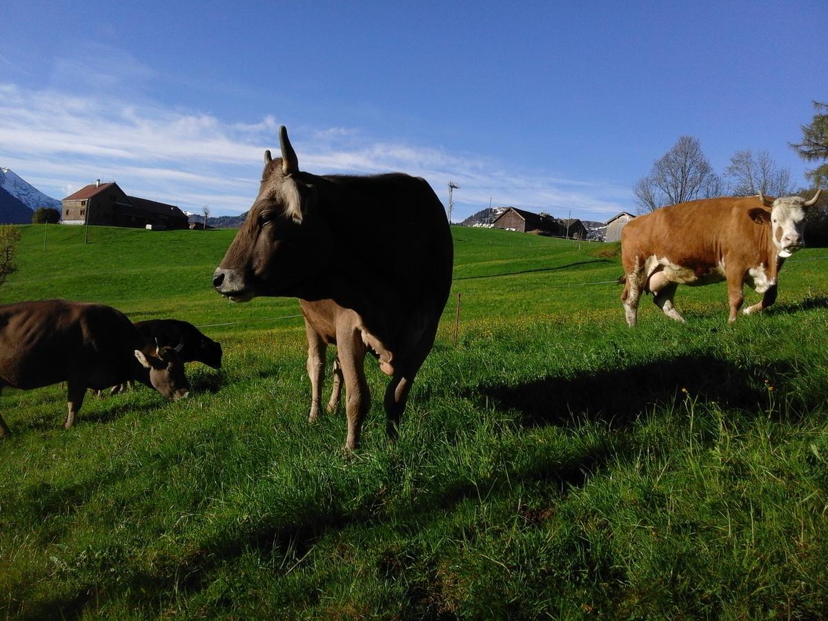 Ferienwohnung klein aber fein Urnäsch Exterior foto